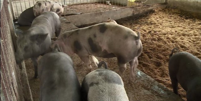 Ứng dụng công nghệ chăn luôi lợn thịt sạch trên đệm lót sinh học